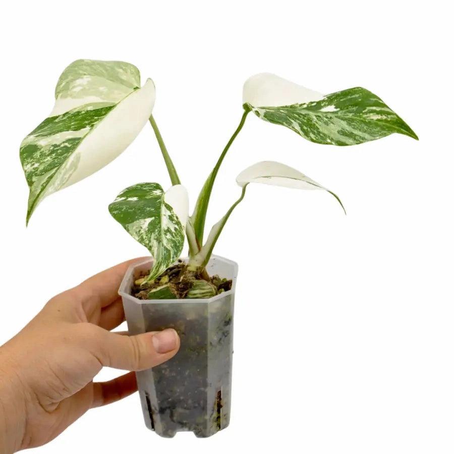 Monstera Borsigiana 'Albo' Variegata (soil)