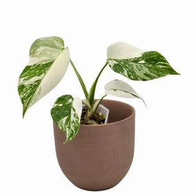 Monstera Borsigiana 'Albo' Variegata (soil) large flower pot  