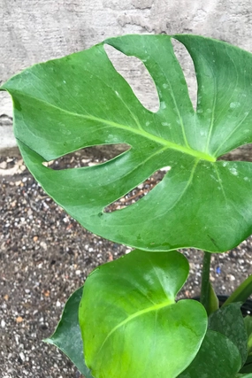Monstera deliciosa 10" medium flower pot  