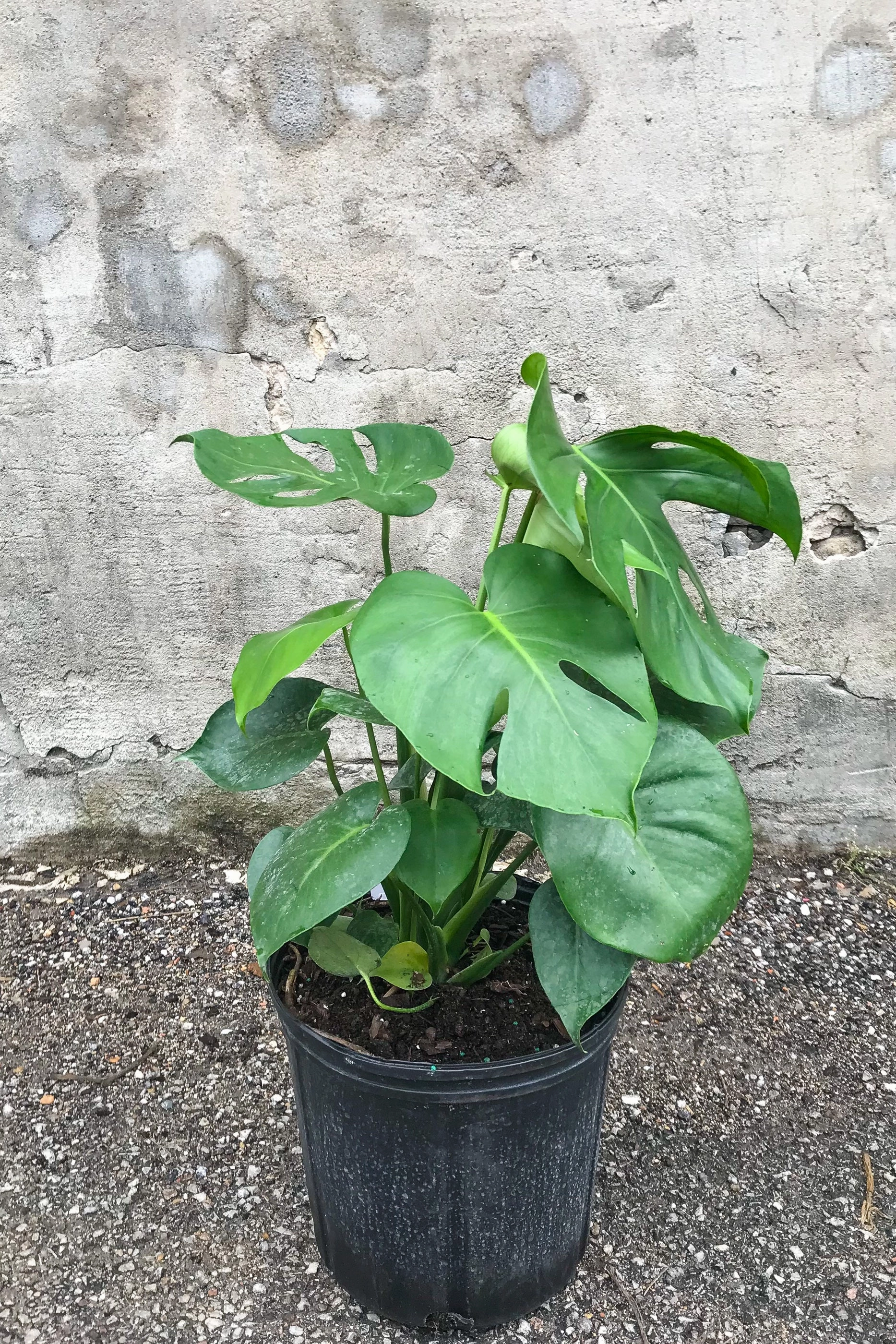 Monstera deliciosa 10"