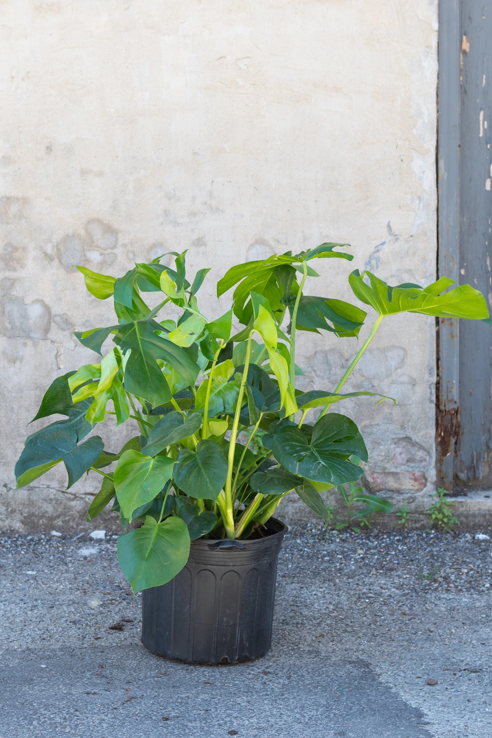 Monstera deliciosa 14"
