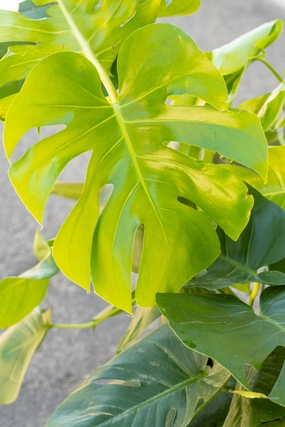 Monstera deliciosa 14" medium flower pot  