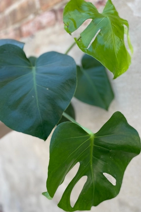 Monstera deliciosa 6" medium flower pot  