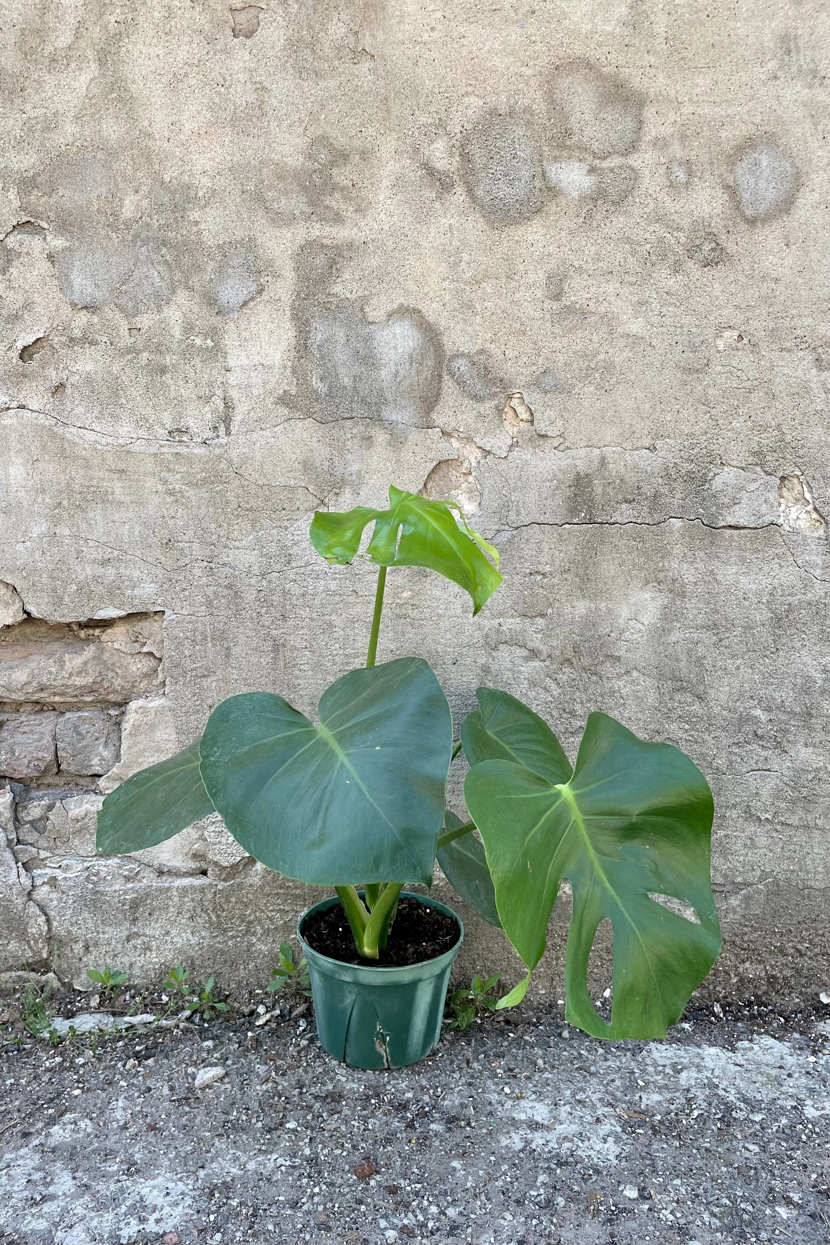 Monstera deliciosa 6"