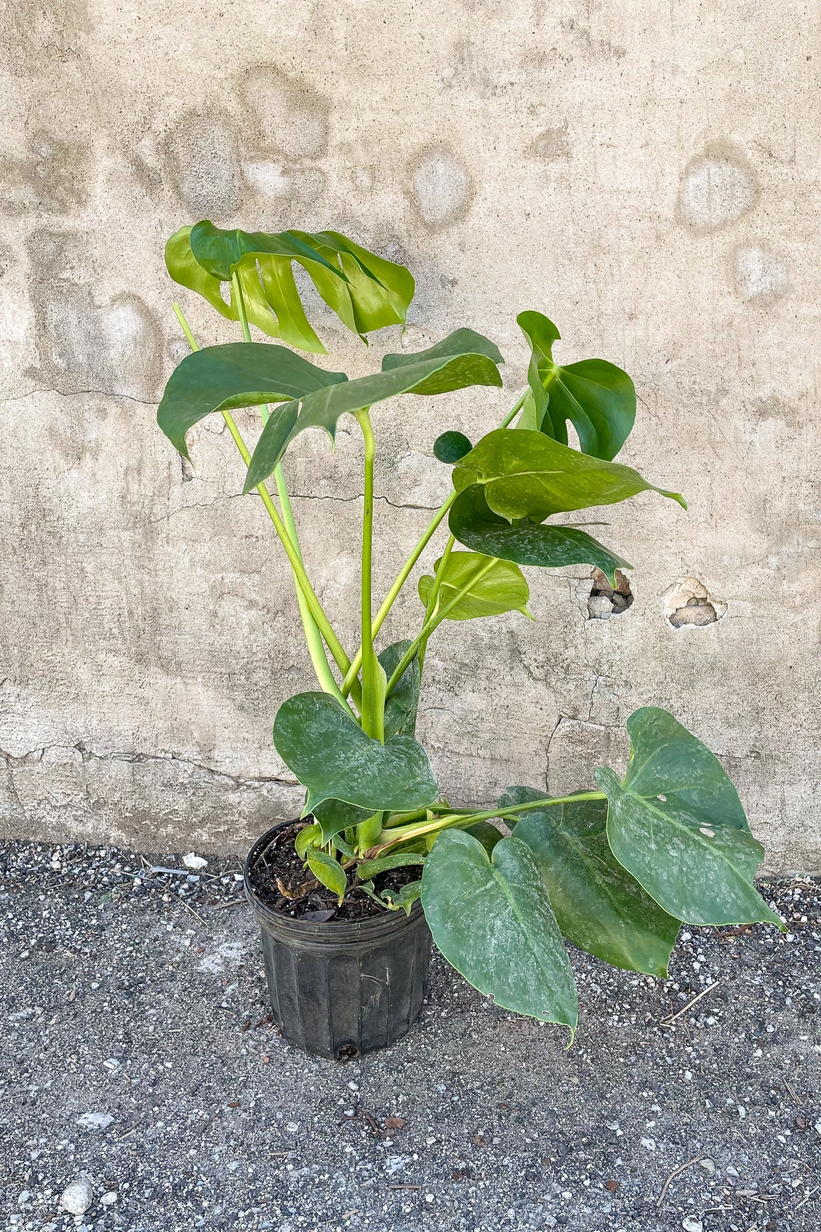 Monstera deliciosa 8"