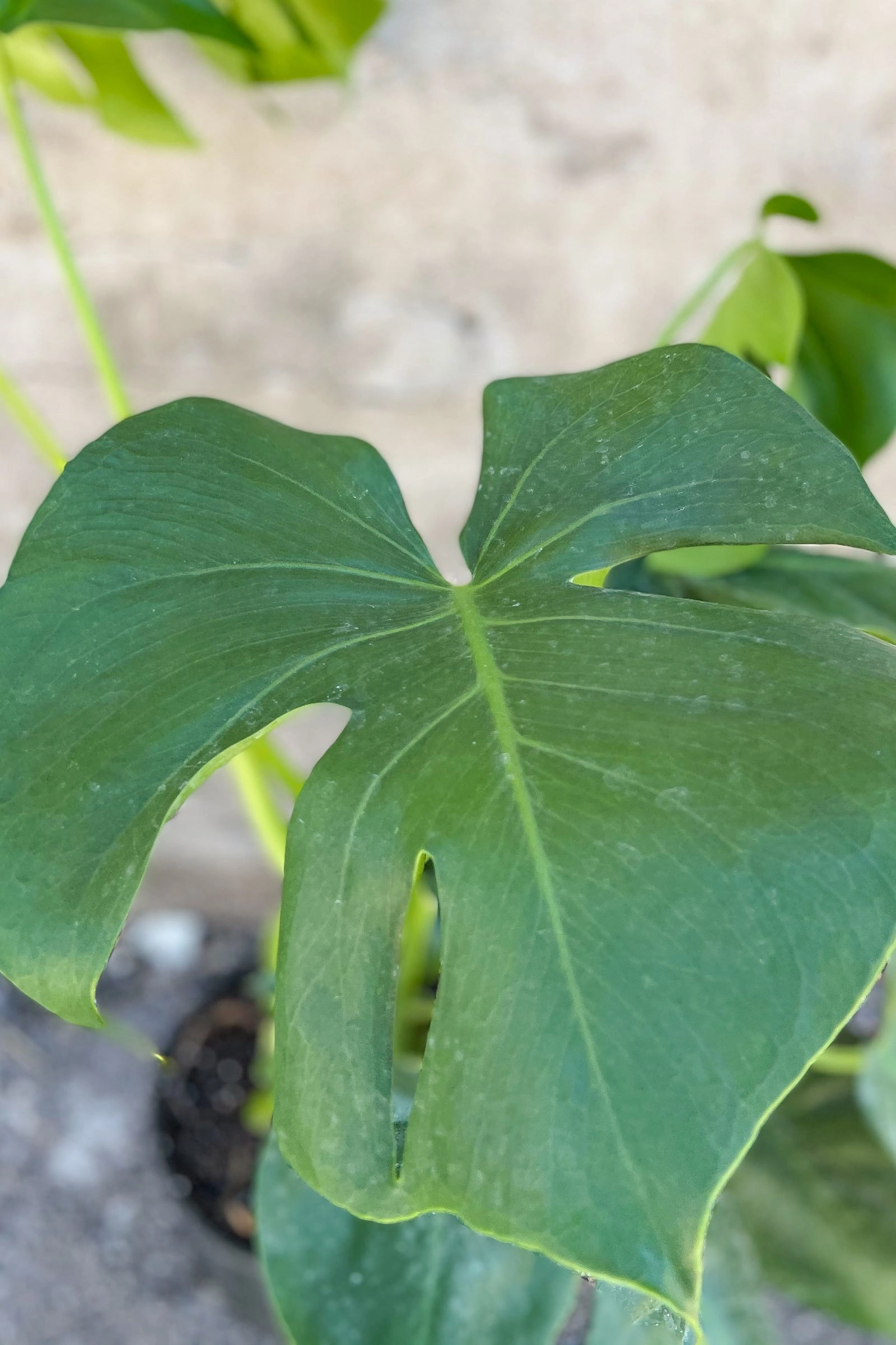 Monstera deliciosa 8" medium flower pot  
