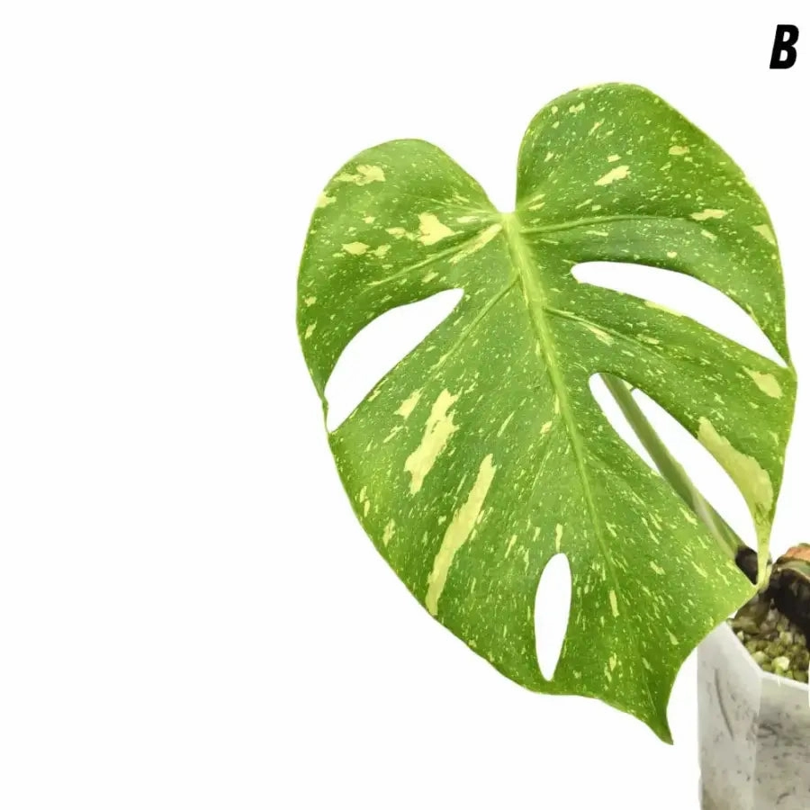 Monstera Deliciosa 'Thai Constellation'