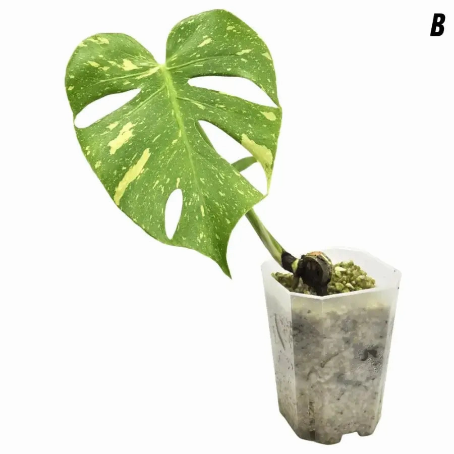 Monstera Deliciosa 'Thai Constellation'