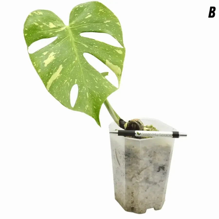 Monstera Deliciosa 'Thai Constellation'