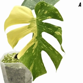 Monstera Deliciosa 'Thai Constellation' large flower pot  
