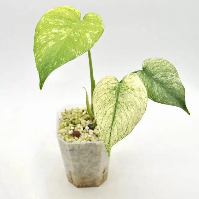 Monstera Deliciosa Mint Variegata
