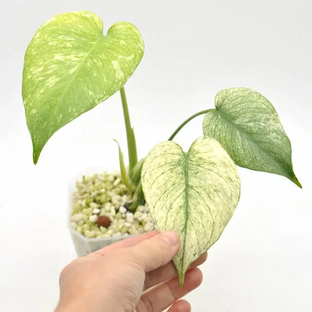 Monstera Deliciosa Mint Variegata