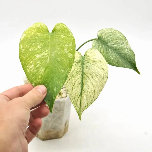 Monstera Deliciosa Mint Variegata