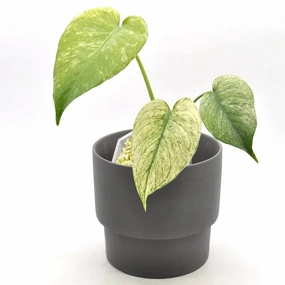 Monstera Deliciosa Mint Variegata large flower pot  