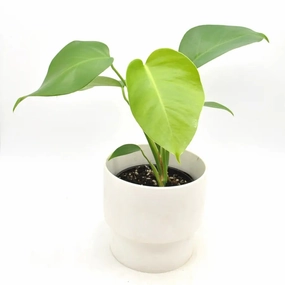 Monstera Deliciosa large flower pot  