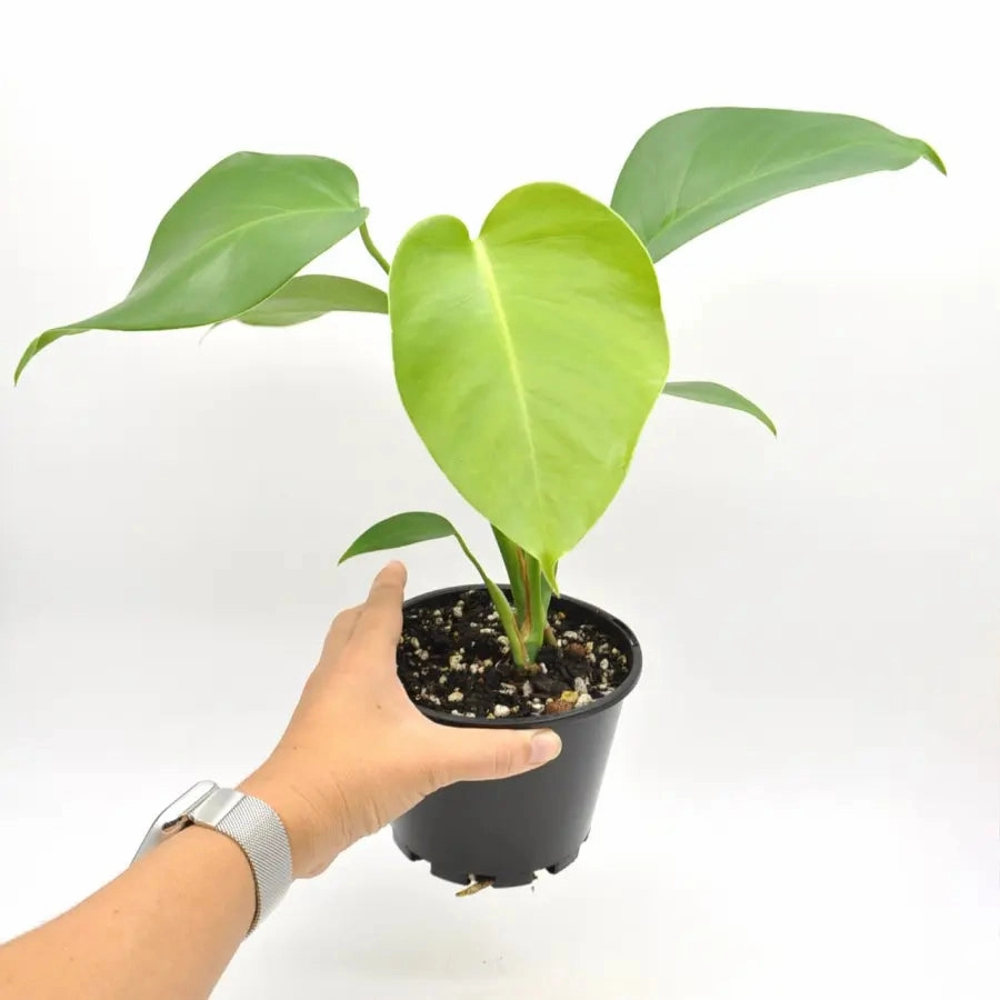 Monstera Deliciosa
