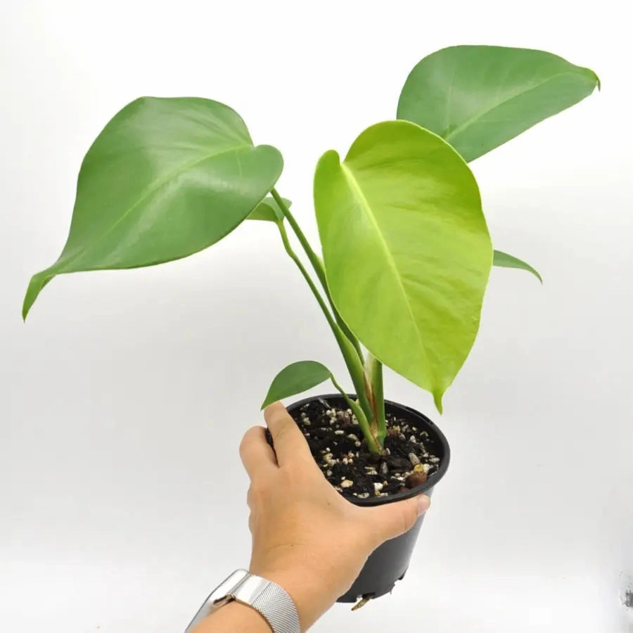 Monstera Deliciosa