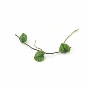 Monstera Dubia - cutting large flower pot  
