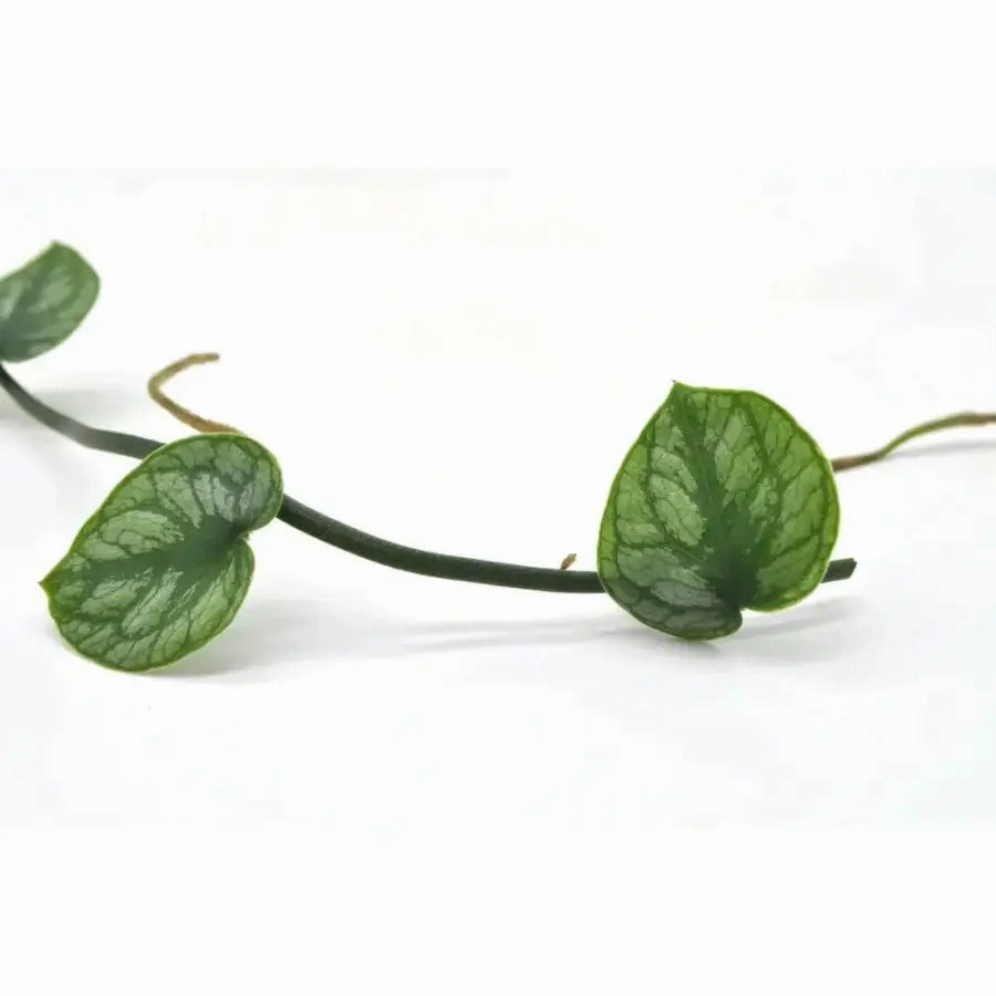 Monstera Dubia - cutting