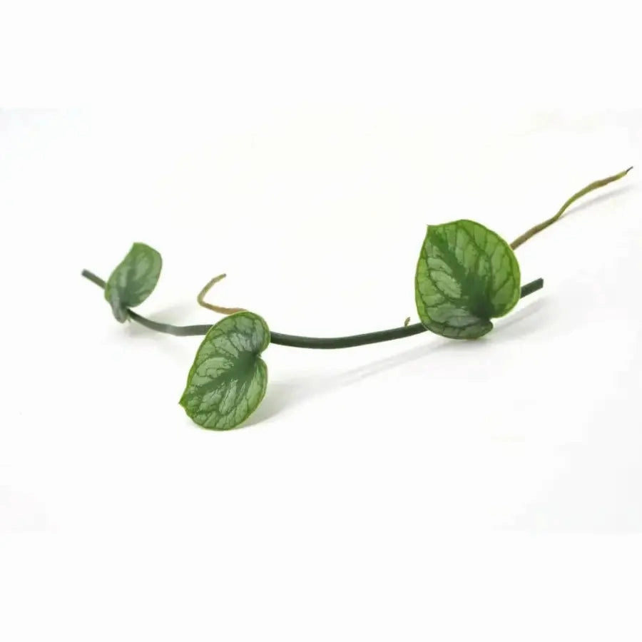 Monstera Dubia - cutting