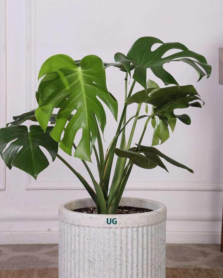 Monstera In Tokyo Planter