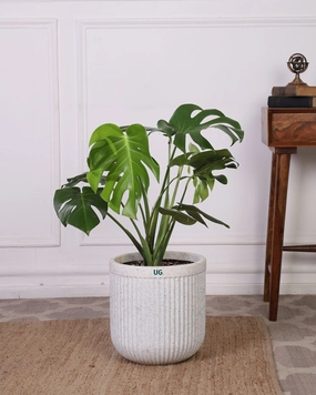 Monstera In Tokyo Planter medium flower pot  