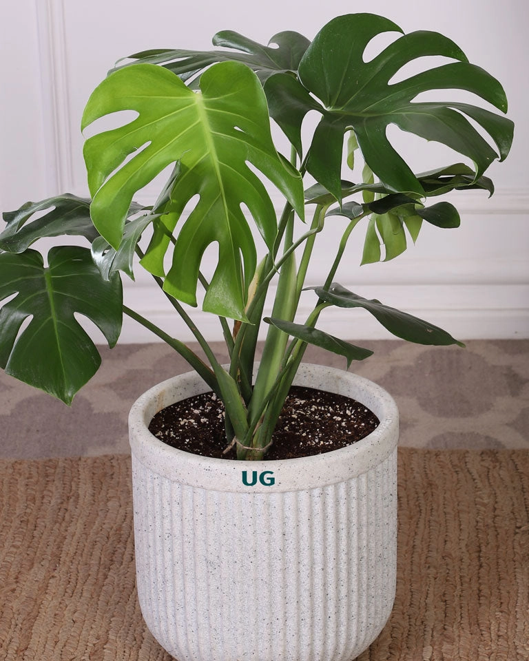 Monstera In Tokyo Planter