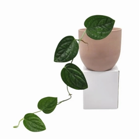 Monstera karstenianum Peru large flower pot  