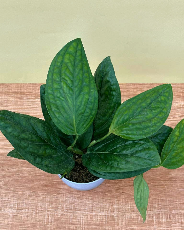 Monstera Peru Plant