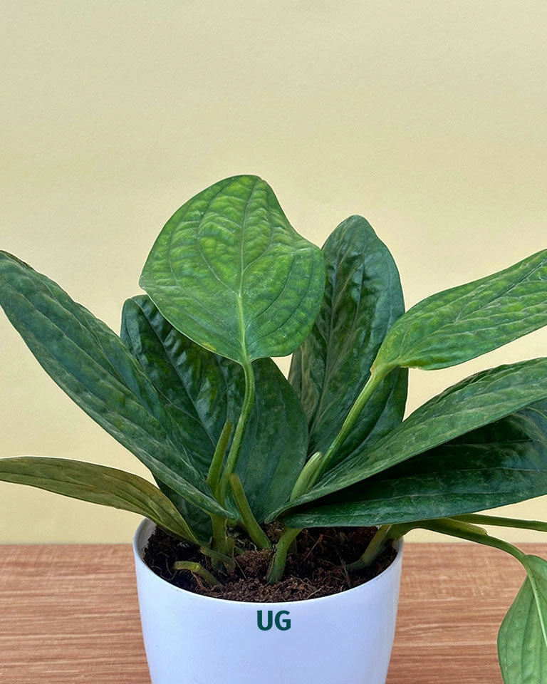 Monstera Peru Plant