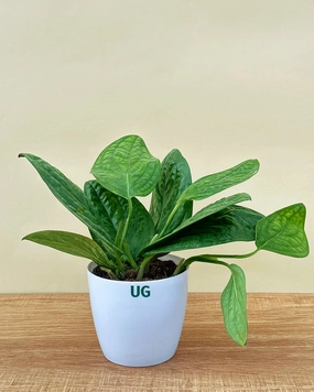 Monstera Peru Plant medium flower pot  