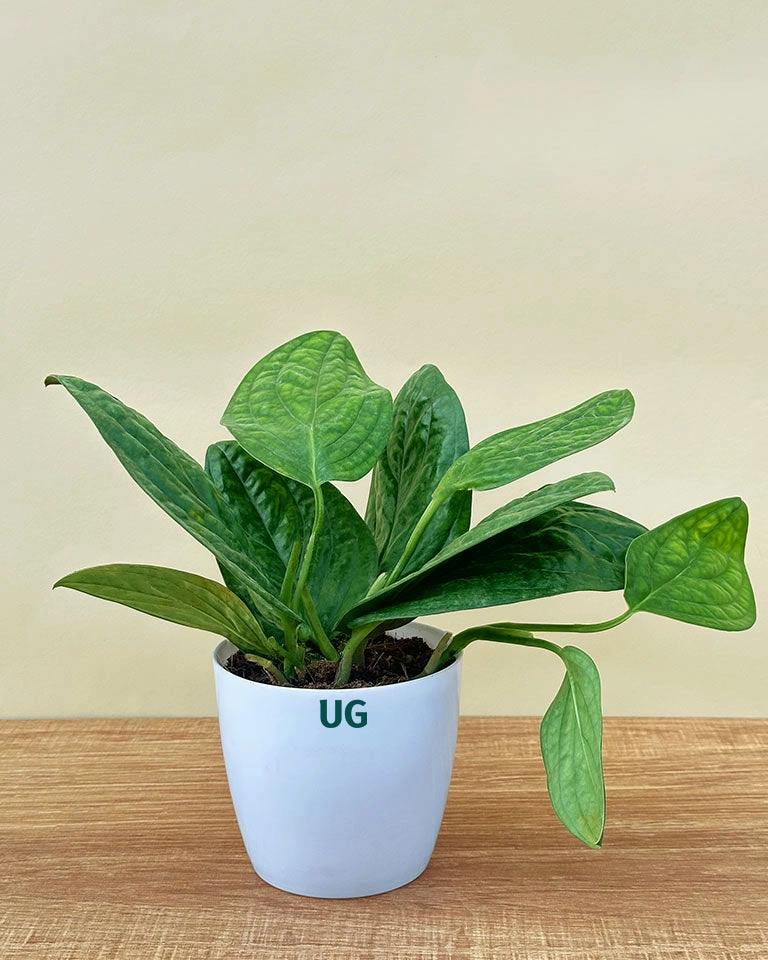 Monstera Peru Plant medium flower pot  