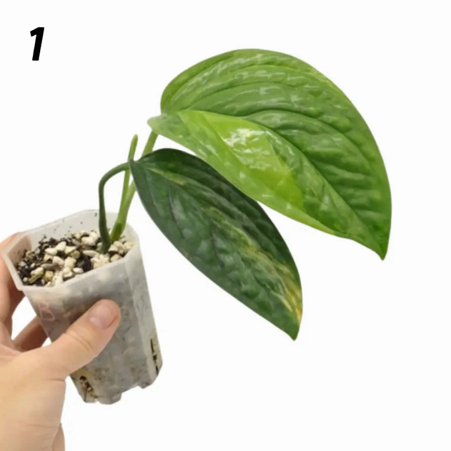 Monstera Peru Variegated - soil
