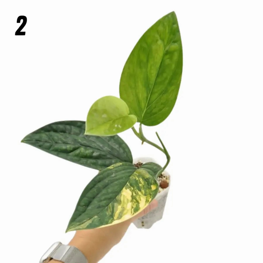 Monstera Peru Variegated - soil