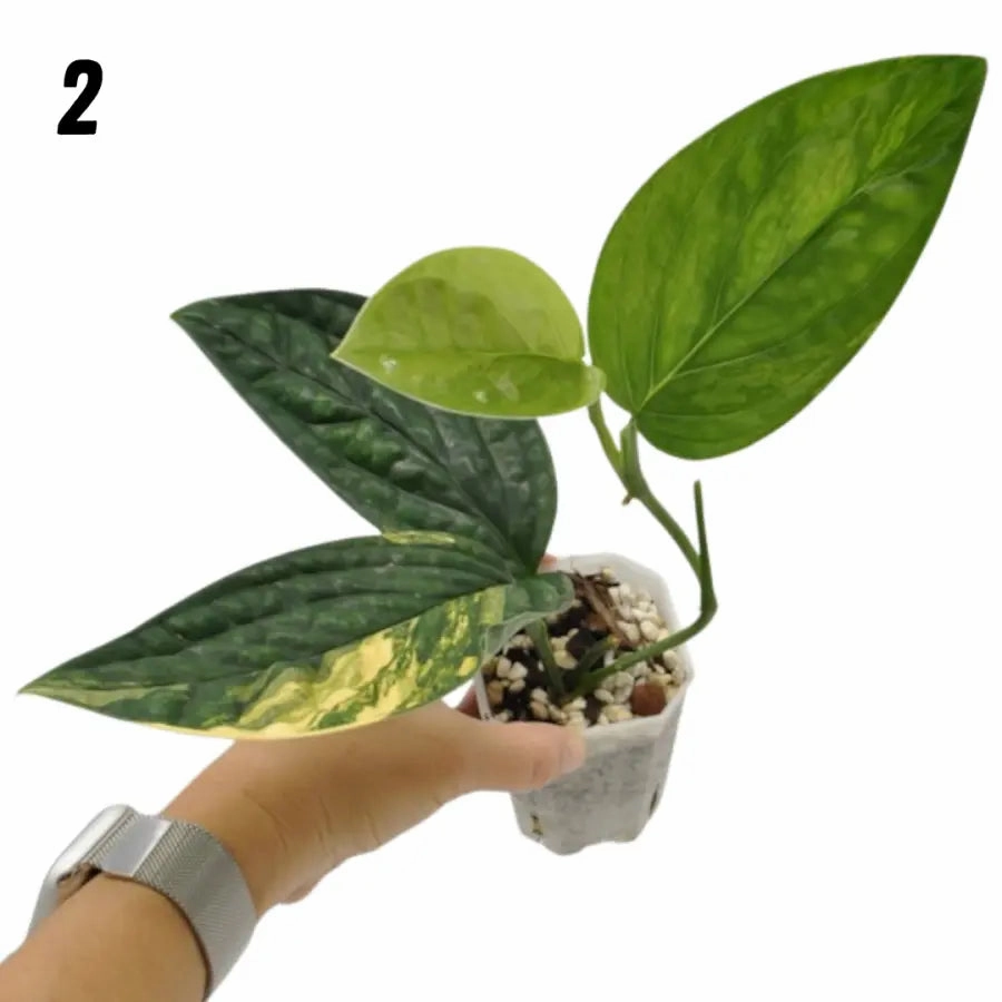 Monstera Peru Variegated - soil