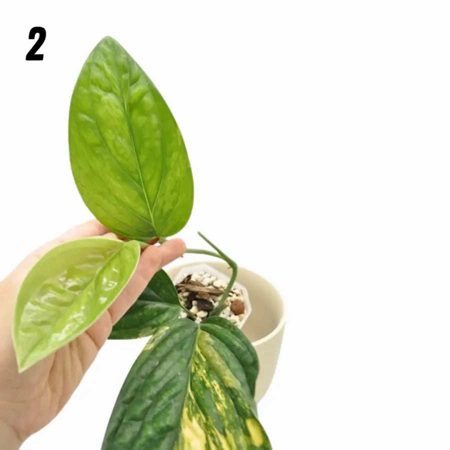Monstera Peru Variegated - soil