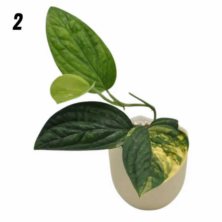 Monstera Peru Variegated - soil