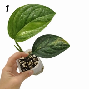Monstera Peru Variegated - soil large flower pot  