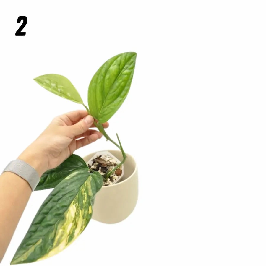 Monstera Peru Variegated - soil