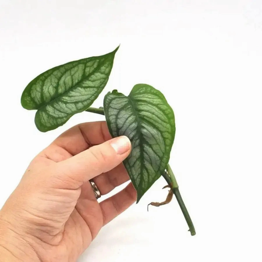 Monstera Siltepecana 'El Salvador' - cutting