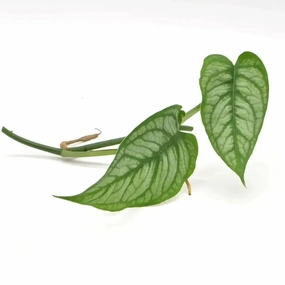 Monstera Siltepecana 'El Salvador' - cutting large flower pot  