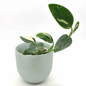 Monstera Standleyana Albo Variegata large flower pot  