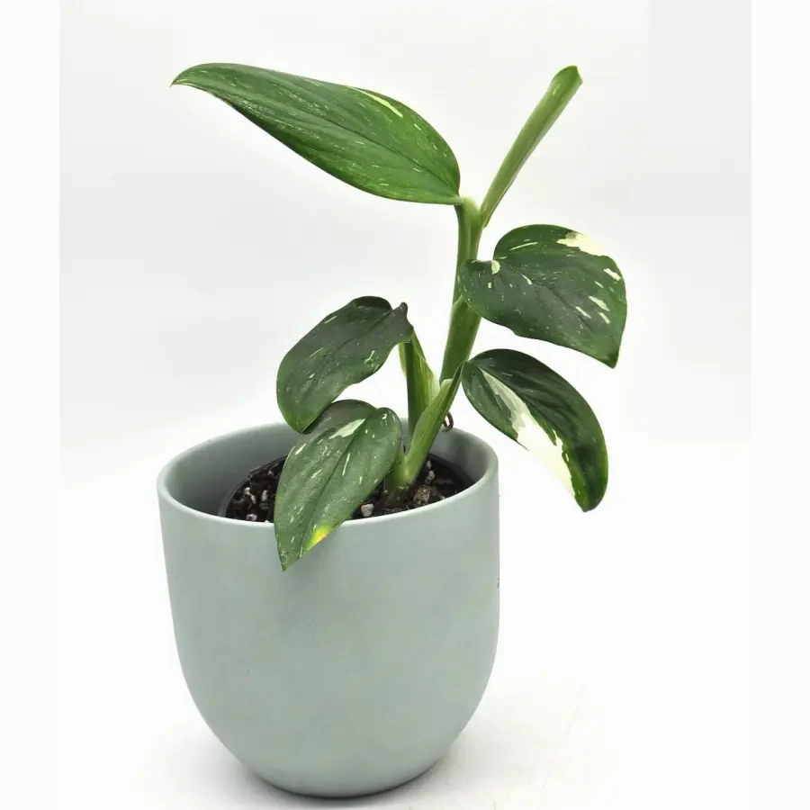 Monstera Standleyana Albo Variegata