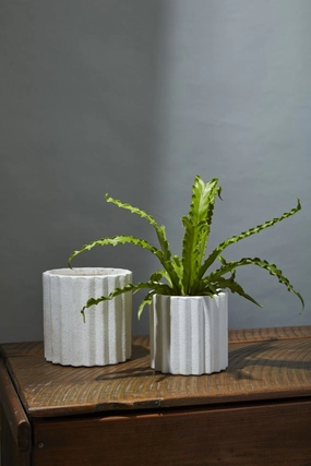Monticello Pot plant seeds  
