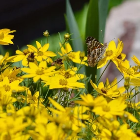 Moonbeam Tickseed | Coreopsis verticillata traditional flower vase  