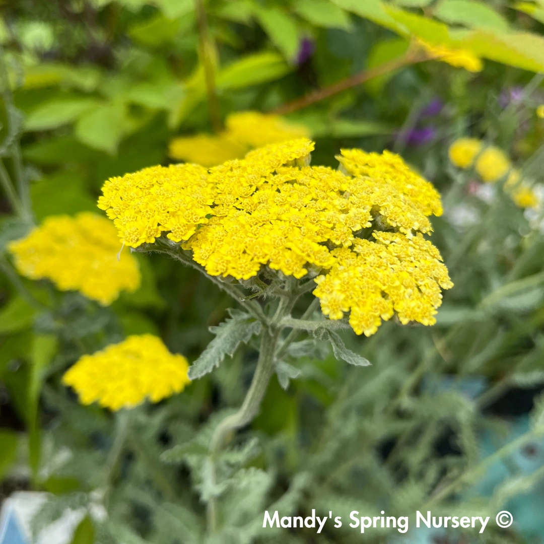 Moonshine Yarrow | Achillea