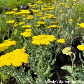 Moonshine Yarrow | Achillea traditional flower vase  