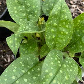 Mrs. Moon Lungwort | Pulmonaria saccharata single layer plant shelf  