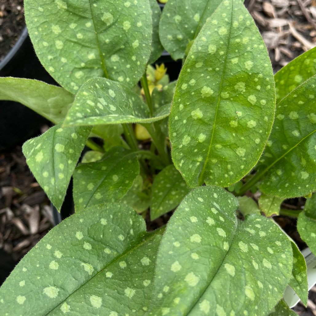 Mrs. Moon Lungwort | Pulmonaria saccharata single layer plant shelf  