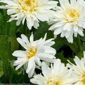 Mt. Hood Shasta Daisy | Leucanthemum x superbum 'Mt. Hood' traditional flower vase  